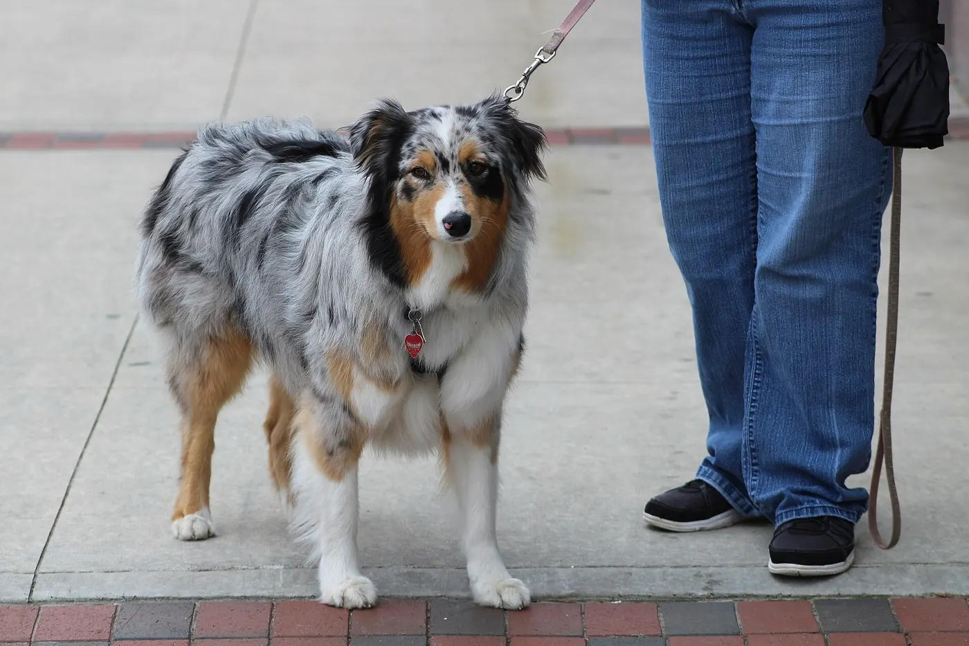 A dog on a lead out for a walk
