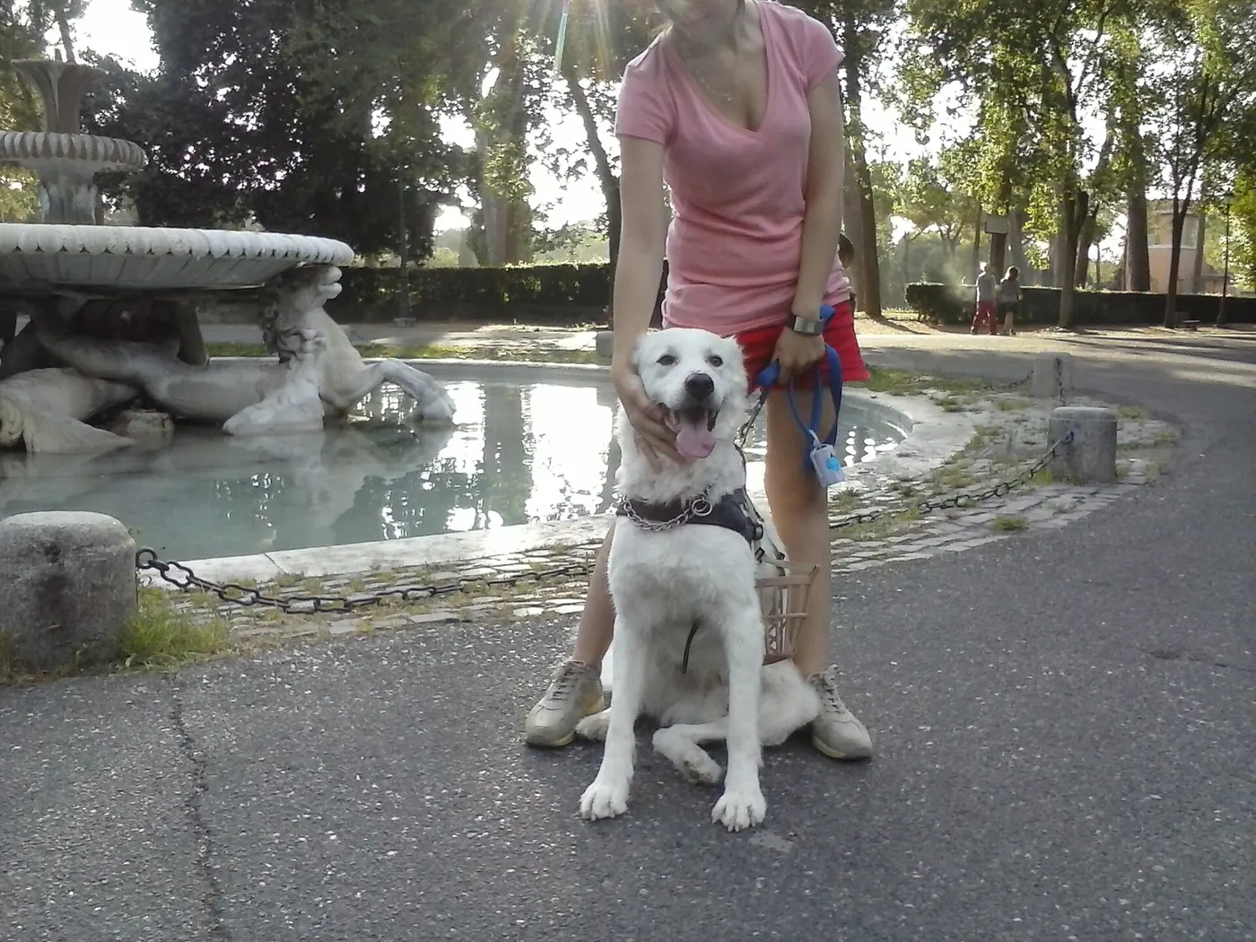 A dog waiting by a fountain on a walk