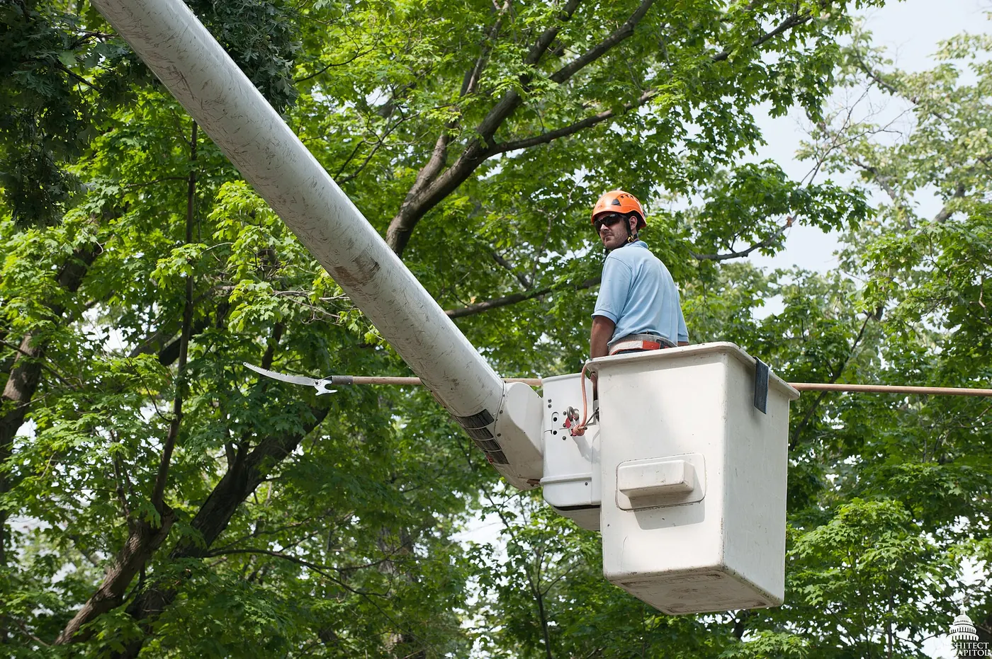 A tree surgeon working from a bucket lift among leafy branches