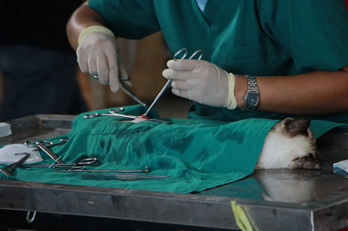 A vet treating an animal on an examination table